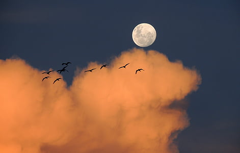 turma, păsări, zbor, apus de soare, nori, luna, cer