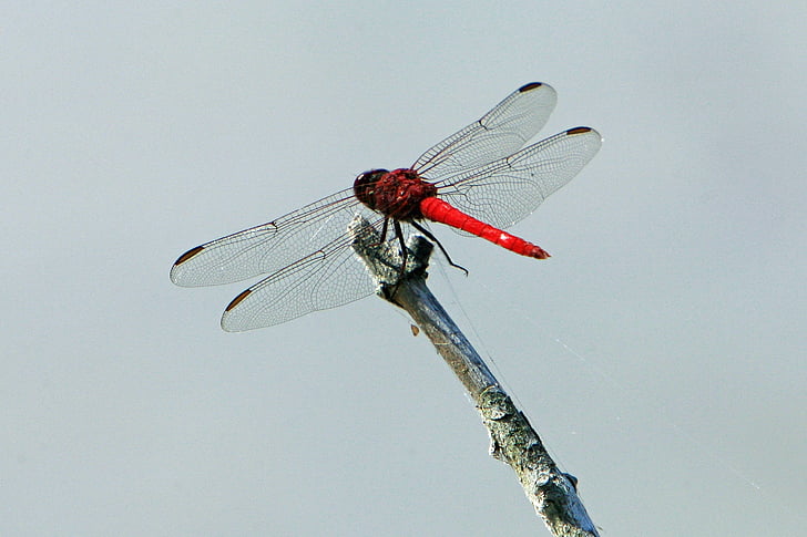 Dragonfly, insektov, skupno skimmer, bug, makro, blizu, krila