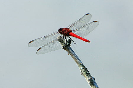 Dragonfly, insekt, vanlige skimmer, feil, makro, Nærbilde, vinger