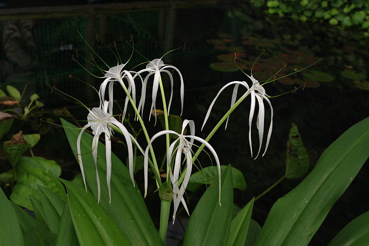 květ, zahrada, bílá, květiny, Bílý květ, Flora, kvetoucí