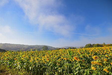 sunflowers, field, mist, yellow, nature, rural, agriculture