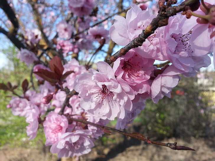 Primavera, flor, -de-rosa, flor, árvore de florescência, árvore, árvore ornamental