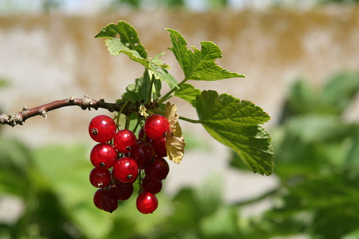fruit, currant, shrub, red, small fruit, garden, nature