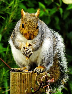 esquirol gris oriental, assegut, menjar, rosegador, vida silvestre, natura, pelatge
