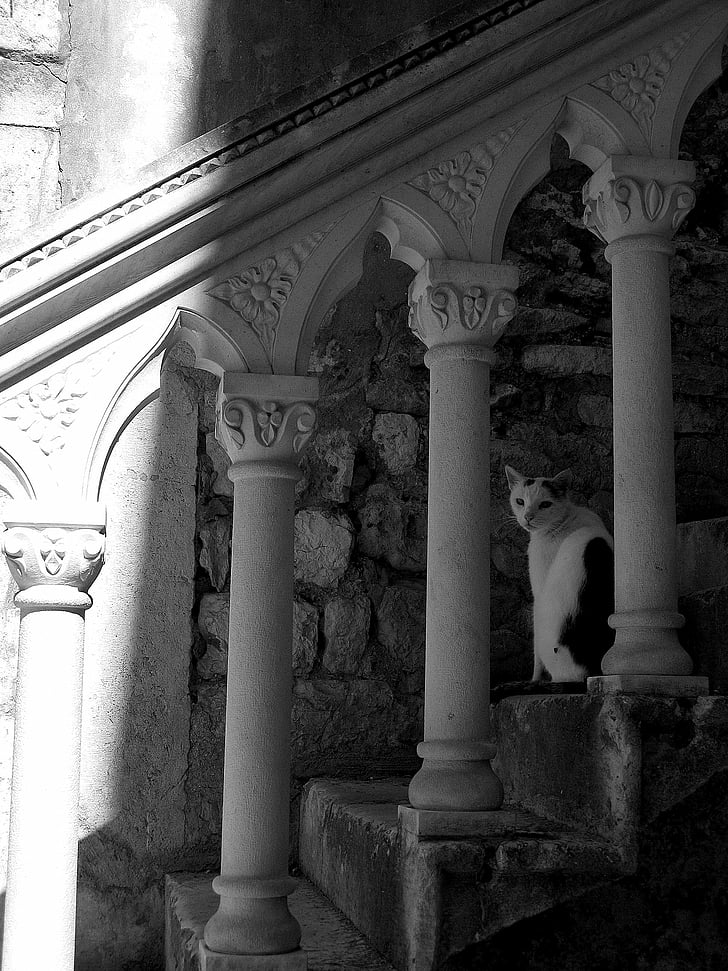 cầu thang, con mèo, bóng tối, kiến trúc, hàng rào đá