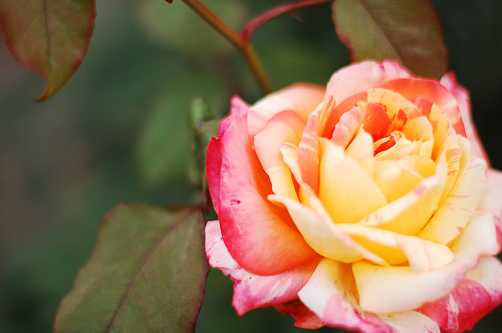 Rózsa, virág, tea, Vörös Rózsa, tarka rose, természet, sárga