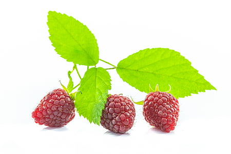 malina, white background, an isolated, raspberries, green leaf, fresh, eating