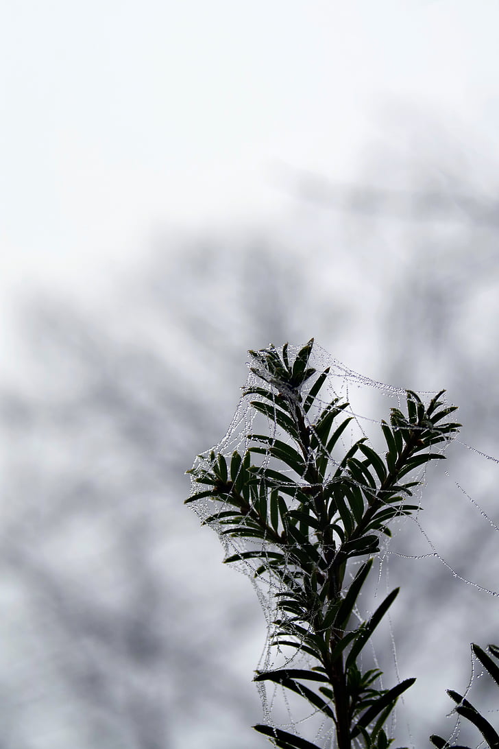 spruce, spindelnät, Ice, inte kallt, Frost, Frostad, morgon
