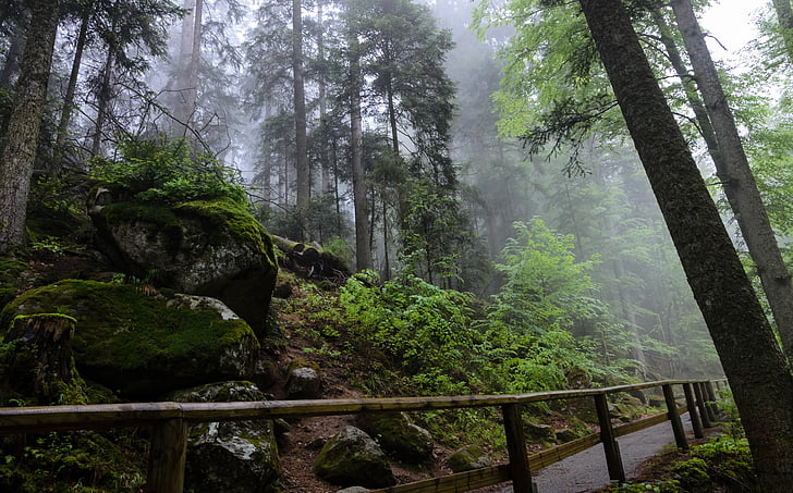 Triberg, Černý les, Německo, Les, mlha, Příroda, pryč
