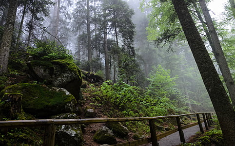 Triberg, Černý les, Německo, Les, mlha, Příroda, pryč