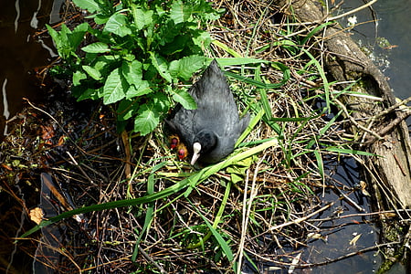 coot, ralle, water chicken chicks, young, family, nest, freshly hatched