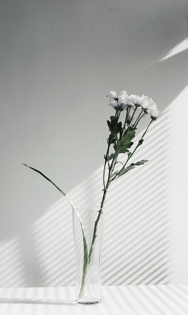 flower, vase, display, black, white, black  and white, plant
