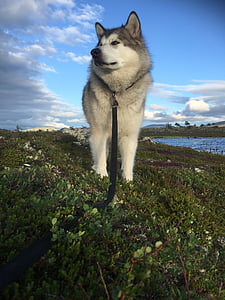 Alaszka malamute, kutyaszán, Norvégia, Femundsmarka, kutya, belföldi kutya
