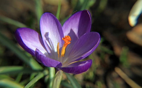 Crocus, ungu, makro, Blossom, mekar, Tutup, bunga musim semi