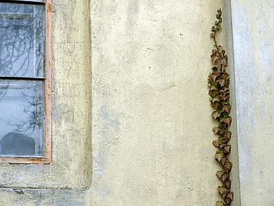 Eslovaquia, Modra, Iglesia, ventana, antiguo, hiedra, pared - característica del edificio