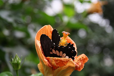 sommerfugl, blomst, Blossom, blomst, insekt, makro, Lukk