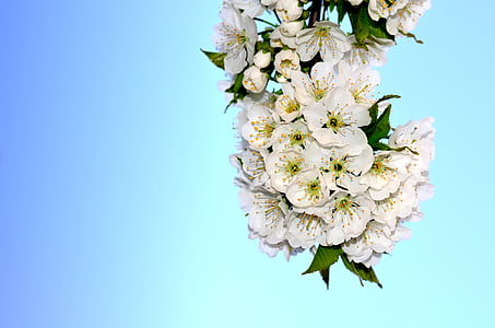 λουλούδι, κεράσι, άνοιξη, Ανοιξιάτικα λουλούδια, άνθιση, ανθισμένη Κερασιά, λευκό χρώμα