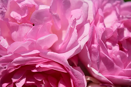 rosa, rosa, colore rosa è aumentato, fiore, Blossom, Bloom, Fioriture Rose
