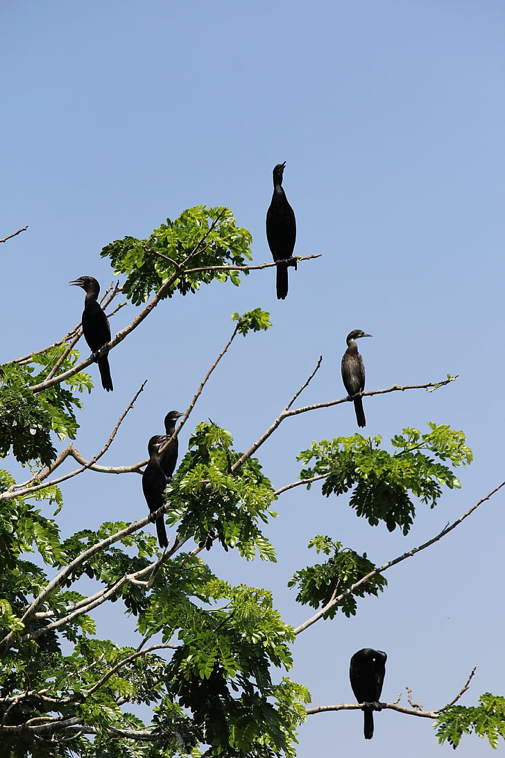 Hitchcock, kuşlar, ağaç, doğa, Sanctuary