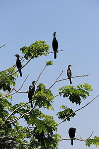 Hitchcock, fåglar, träd, naturen, Sanctuary