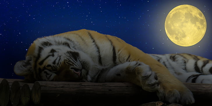 Tiger, søvn, god natt, katten, resten, avslapning, pause