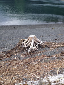 stumpf, Wasser, Alaska, Bucht, Strand, Natur, Küste