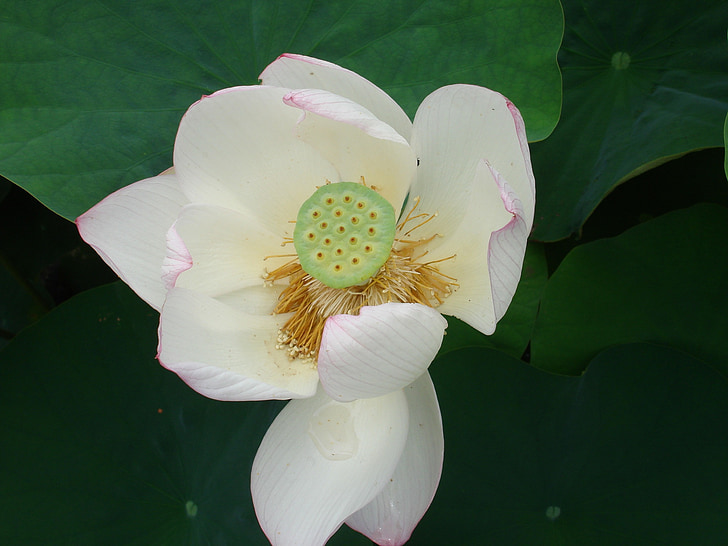 květ, Lotus, Buddhismus