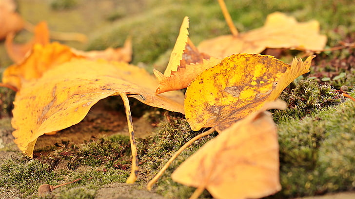 jesienią liście, jesień, nastrój, pozostawia, prawdziwe liści, Złota Jesień, spadek koloru