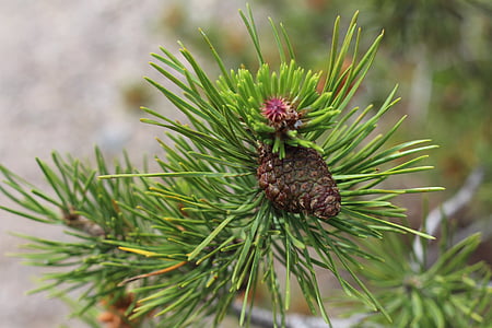 pine, tree, bud, needles, pine tree