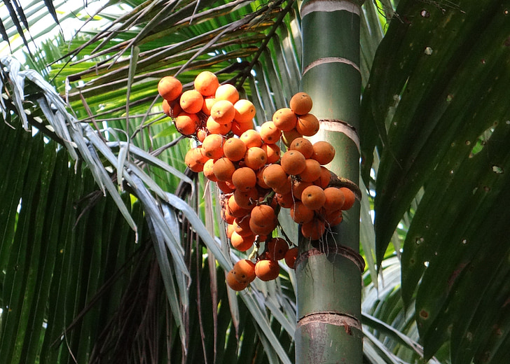 arecanut, Betelnut, matice, Palm nut, Areca palma, strom, zralé