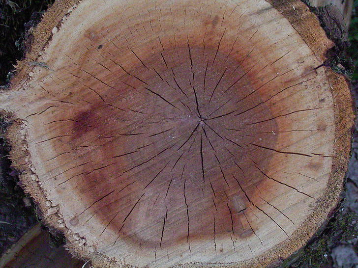 madeira, anéis anuais, árvore, padrão, tribo, anéis, grão