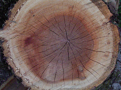 dřevo, letokruhy, strom, vzor, kmen, kroužky, zrno