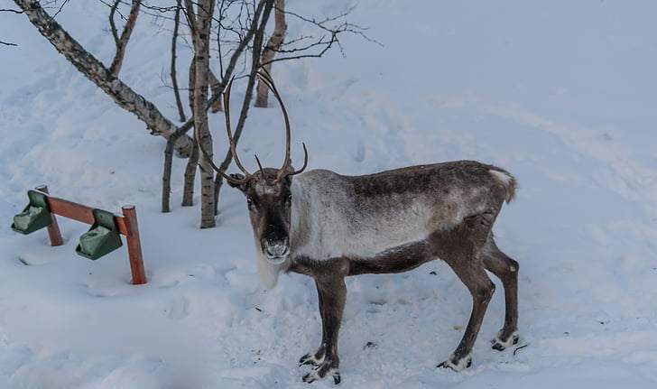 Северный олень, коричневый, оленьи рога, Зима, олень, снег, животное
