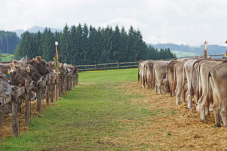 cattle show, customs, appenzellerland, appenzell, stone, cows, award