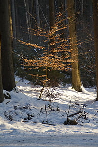 albero, piccolo, foresta, Glade, illuminato, illuminato, inverno