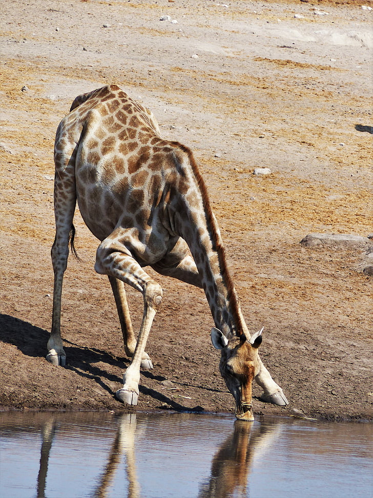 giraf, drink, splitte, Yoga, vand hul, vand, Safari