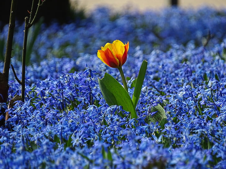 Пролет, лале, ливада, сини цветя