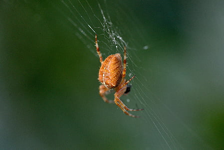 spider, insect, macro
