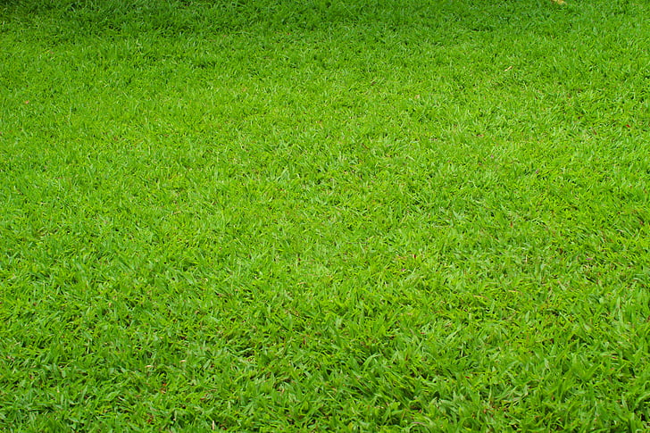 verd, herba, pastures, material, fons, natura, color verd