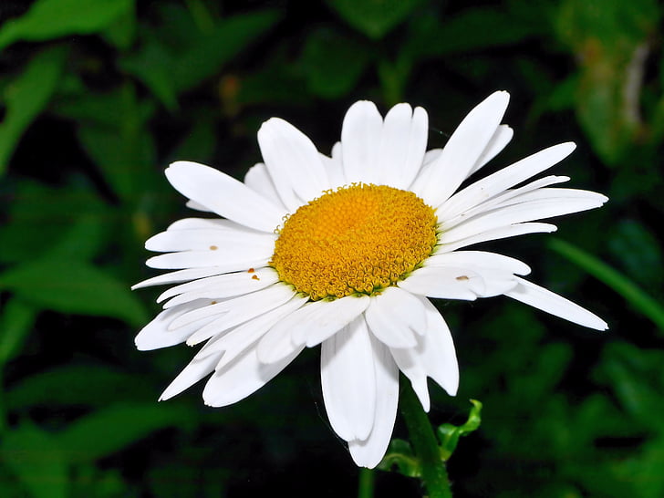 Blume, Blüte, Bloom, Marguerite, Natur, Anlage, weiße Blüte