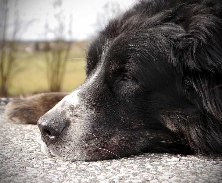 Bernese mountain dog, Senior, descanso, pé, pausa, mais velhos, cão