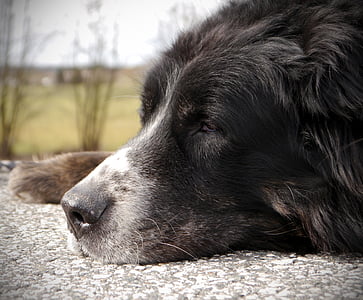 伯恩山地犬, 高级, 休息, 步行, 休息, 老年人, 狗