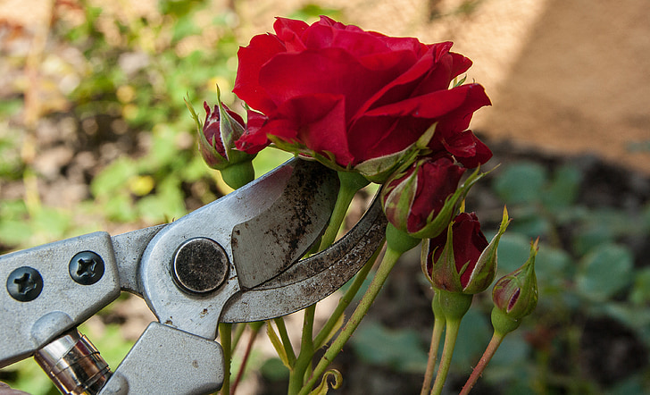 roosid, secateur, suurus, lõigatud, aednik