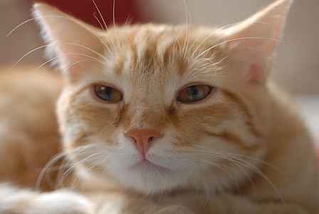 kočka, Evropská krátkosrstá, kočkovitá šelma, oranžová, červená, savec, domácí zvíře