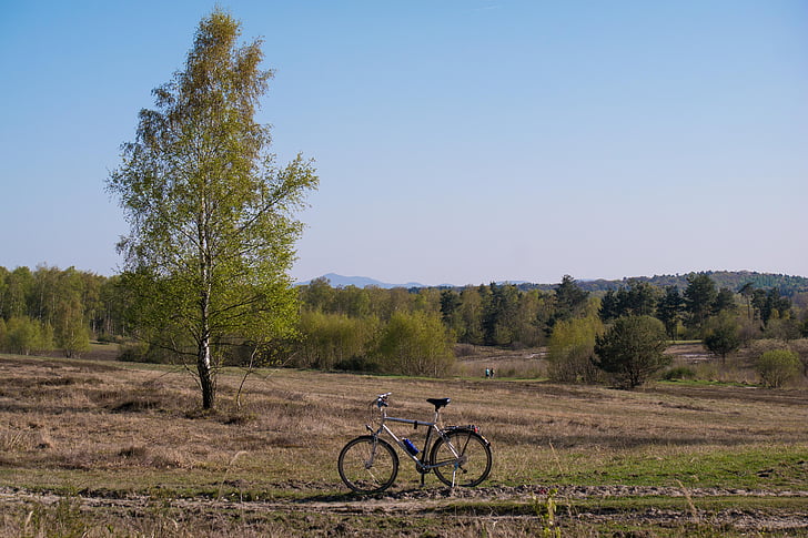 abedul, bicicleta, Siebengebirge, Monte de los olivos, Wahner pagano, más, ciclismo