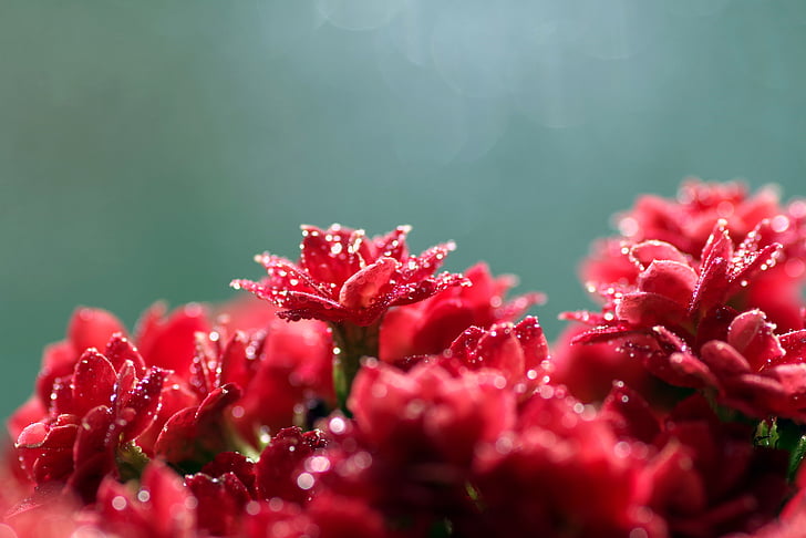 рубеола, цвете, червен, макрос, малка, розетка, капки