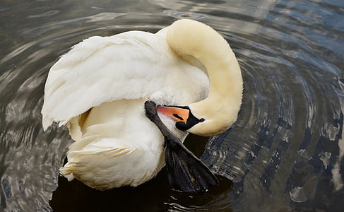 Swan, vit svan, fågel, vatten fågel, fjäderdräkt, dammen, fjäder
