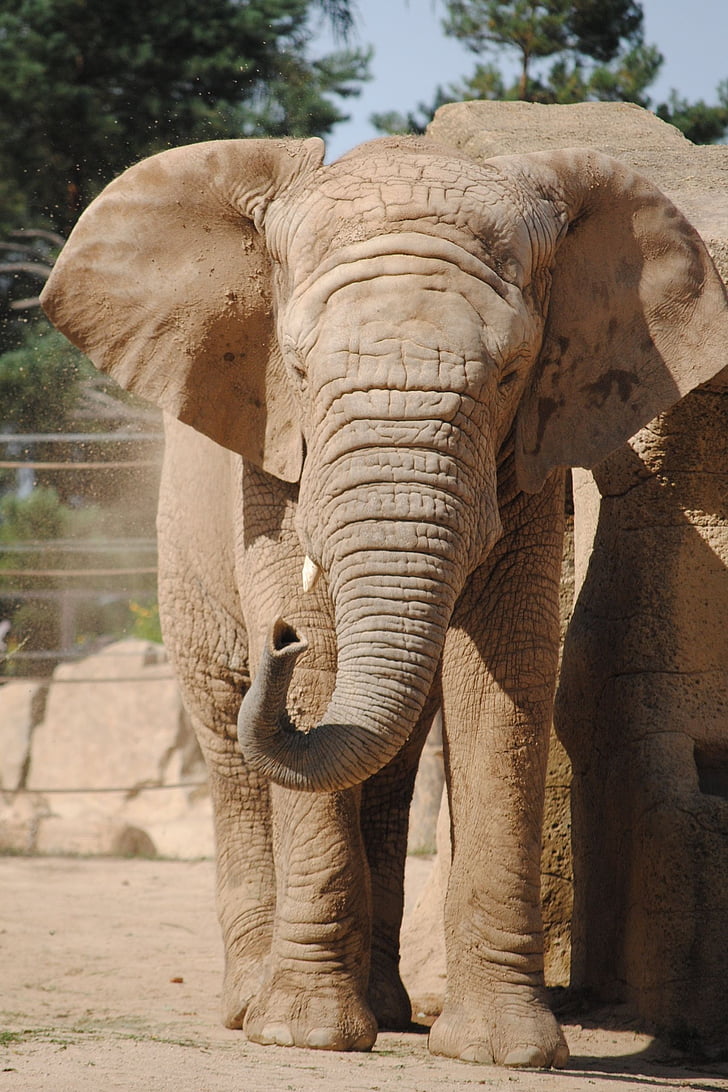con voi, sở thú, bụi, động vật, một trong những động vật, động vật hoang dã, động vật hoang dã
