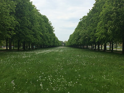 дърво облицовани булевард, ливада, дърво, природата, трева, на открито, зелен цвят