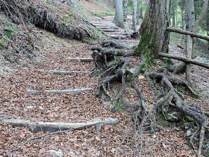 escalera, bosque, raíces, madera, pasos, otoño, hojas